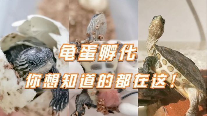 豬鼻龜蛋孵化技術要點和注意事項：怎么自己在家孵化烏龜蛋 豬鼻龜蛋孵化技術要點和注意事項：怎么自己在家孵化烏龜蛋 豬鼻龜百科 第10張