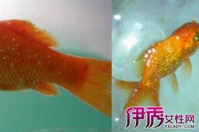 水族館魚缸制作方法：關于水族館魚缸制作方法的網站推薦