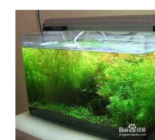 魚缸里面水發綠怎么回事,如何正確使用遮陽網防止綠藻魚缸過濾系統的選購指南魚缸內綠藻的自然控制方法 魚缸百科 第6張 魚缸里面水發綠怎么回事,如何正確使用遮陽網防止綠藻魚缸過濾系統的選購指南魚缸內綠藻的自然控制方法 魚缸里面水發綠怎么回事,如何正確使用遮陽網防止綠藻魚缸過濾系統的選購指南魚缸內綠藻的自然控制方法 魚缸百科 第6張