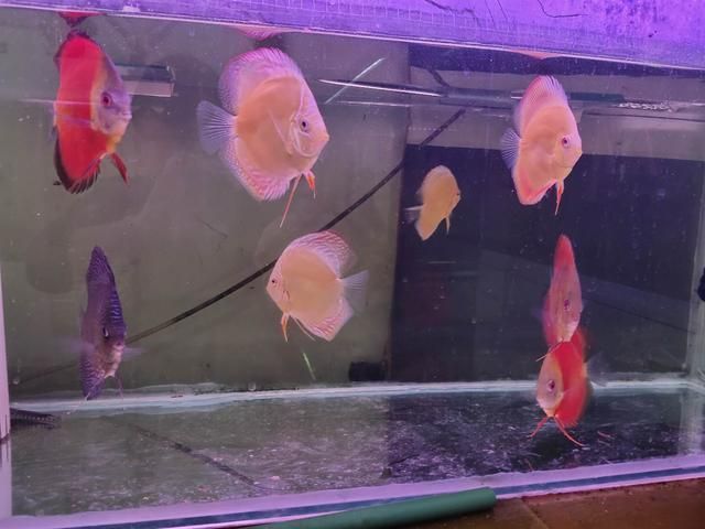 80的魚缸能養多少錦鯉：80厘米的魚缸養多大的錦鯉魚缸養多少錦鯉魚缸養多少條錦鯉