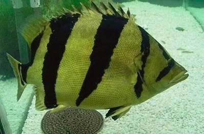 泰國虎魚喂養常見問題,泰國虎魚喂養常見問題及其解決方案 虎魚百科 第6張 泰國虎魚喂養常見問題,泰國虎魚喂養常見問題及其解決方案 泰國虎魚喂養常見問題,泰國虎魚喂養常見問題及其解決方案 虎魚百科 第6張