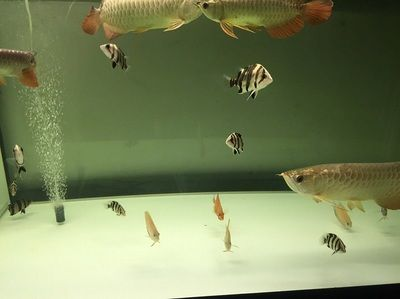過背金龍魚用什么顏色的燈比較好：過背金龍魚燈光促進爬背技巧