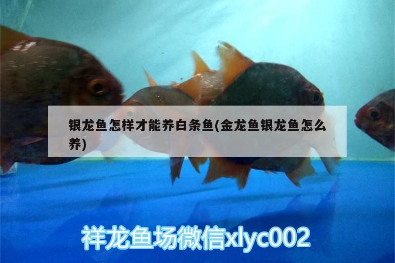 銀龍魚怎樣才能養白條魚(金龍魚銀龍魚怎么養)