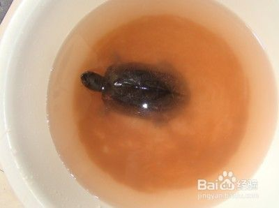 豬鼻龜有點腐甲怎么辦：豬鼻龜爛甲怎么辦