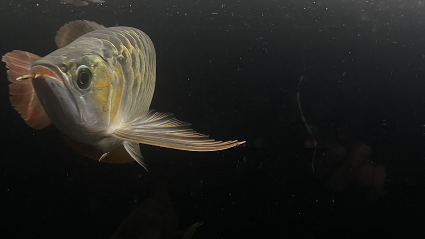 魚缸玻璃用什么清洗最好 魚缸玻璃怎樣擦干凈 魚缸玻璃用什么清洗最好 魚缸玻璃怎樣擦干凈 虎魚百科 第3張