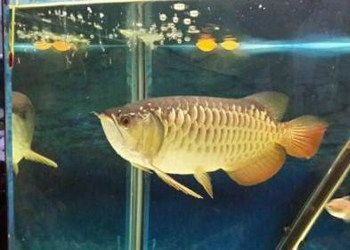 過背金龍魚10多斤：過背金龍魚10多斤重的過背金龍魚市場價格信息 過背金龍魚10多斤：過背金龍魚10多斤重的過背金龍魚市場價格信息 金龍魚百科 第6張