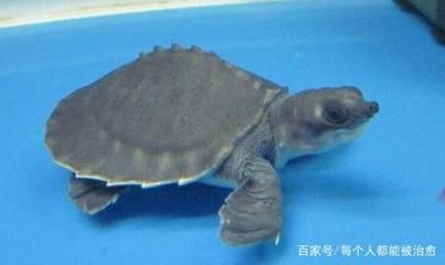 豬鼻龜怎么養(yǎng)長得快些：如何加速豬鼻龜成長的環(huán)境需要注意的是豬鼻龜?shù)某砷L