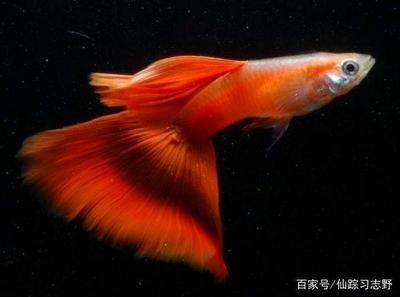 9條錦鯉要多大魚缸才能養活：養錦鯉的魚缸大小需要考慮多個因素，包括錦鯉的大小和數量