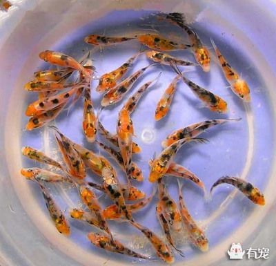 9條錦鯉要多大魚缸才能養(yǎng)活：養(yǎng)錦鯉的魚缸大小需要考慮多個(gè)因素，包括錦鯉的大小和數(shù)量