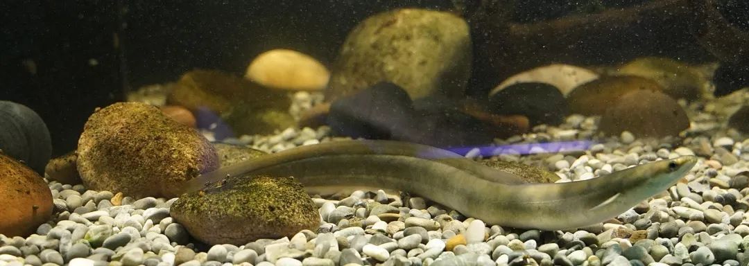 玉樹藏族自治州龍魚vs玉樹藏族自治州水族批發(fā)市場vs玉樹藏族自治州水族館vs玉樹藏族自治州魚缸批發(fā)市場vs祥龍魚場：玉樹地區(qū)水族相關產(chǎn)業(yè)的發(fā)展趨勢