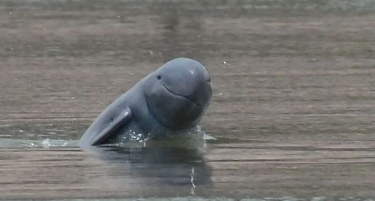 玉樹藏族自治州龍魚vs玉樹藏族自治州水族批發(fā)市場vs玉樹藏族自治州水族館vs玉樹藏族自治州魚缸批發(fā)市場vs祥龍魚場：玉樹地區(qū)水族相關產(chǎn)業(yè)的發(fā)展趨勢