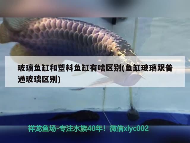 玻璃魚(yú)缸和塑料魚(yú)缸有啥區(qū)別(魚(yú)缸玻璃跟普通玻璃區(qū)別)