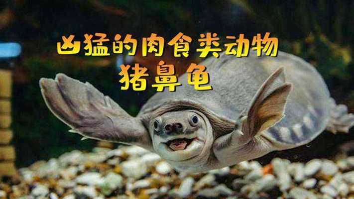 豬鼻龜性格溫順嗎為什么:豬鼻龜如何區(qū)分公母 豬鼻龜百科 第8張 豬鼻龜性格溫順嗎為什么:豬鼻龜如何區(qū)分公母 豬鼻龜性格溫順嗎為什么:豬鼻龜如何區(qū)分公母 豬鼻龜百科 第8張