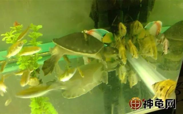 豬鼻龜性格溫順嗎為什么:豬鼻龜如何區(qū)分公母 豬鼻龜百科 第10張 豬鼻龜性格溫順嗎為什么:豬鼻龜如何區(qū)分公母 豬鼻龜性格溫順嗎為什么:豬鼻龜如何區(qū)分公母 豬鼻龜百科 第10張