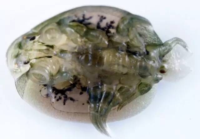 藍龍魚好養嗎能長多大呢(藍龍魚好養不)