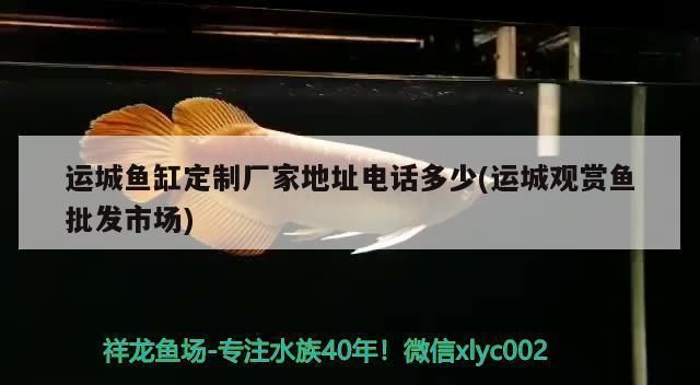 運城龍魚vs運城水族批發市場vs運城水族館vs運城魚缸批發市場vs祥龍魚場：運城魚缸批發市場 運城龍魚vs運城水族批發市場vs運城水族館vs運城魚缸批發市場vs祥龍魚場：運城魚缸批發市場 祥龍魚場各市分站 第3張