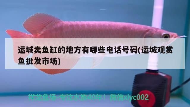 運城龍魚vs運城水族批發市場vs運城水族館vs運城魚缸批發市場vs祥龍魚場：運城魚缸批發市場 運城龍魚vs運城水族批發市場vs運城水族館vs運城魚缸批發市場vs祥龍魚場：運城魚缸批發市場 祥龍魚場各市分站 第5張