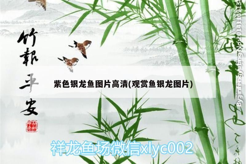 紫色銀龍魚圖片高清(觀賞魚銀龍圖片)