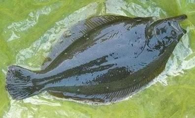 魟魚能吃嗎：魟魚可以食用嗎[需手動填充]魚能吃嗎，魟魚能吃嗎，