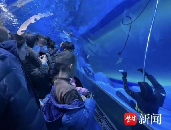 水族館工作人員叫什么（水族館員工的工作內容）