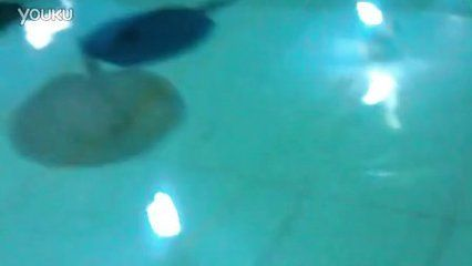 魟魚繁殖的條件：魟魚繁殖的成功需要滿足一系列的條件 魟魚繁殖的條件：魟魚繁殖的成功需要滿足一系列的條件 魟魚百科 第4張