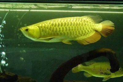 金龍魚喂食量的標(biāo)準(zhǔn)：金龍魚喂食量標(biāo)準(zhǔn)