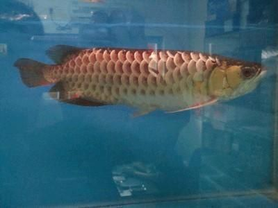 金龍魚喂食量的標(biāo)準(zhǔn)：金龍魚喂食量標(biāo)準(zhǔn)