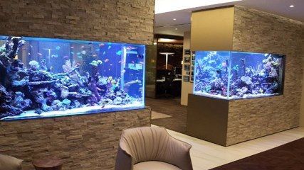 祥龍水族聯(lián)盟社交媒體賬號（祥龍水族聯(lián)盟的社交媒體賬號）