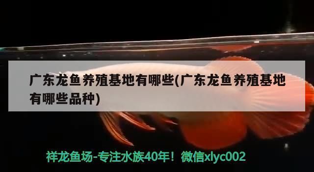 廣東龍魚養殖基地有哪些(廣東龍魚養殖基地有哪些品種)