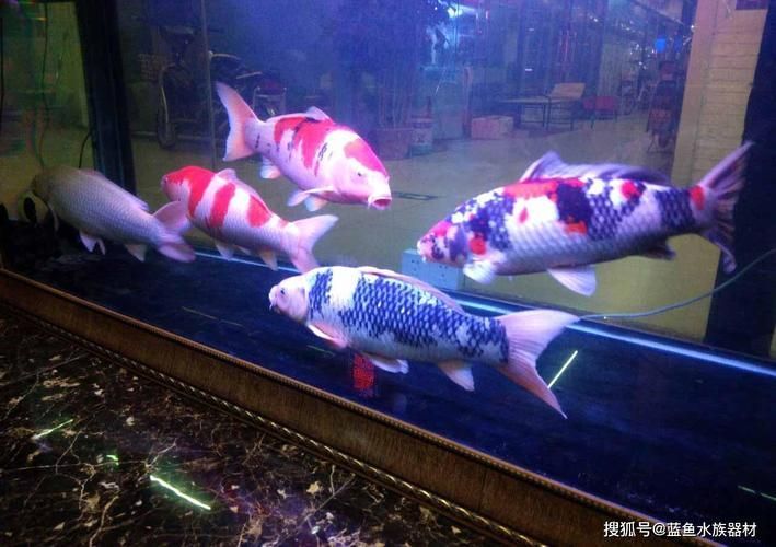 銀龍魚飼養方法及注意事項大全圖片(銀龍魚的喂養方法) 銀龍魚百科 第2張 銀龍魚飼養方法及注意事項大全圖片(銀龍魚的喂養方法) 銀龍魚飼養方法及注意事項大全圖片(銀龍魚的喂養方法) 銀龍魚百科 第2張