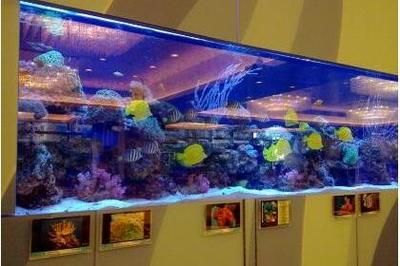 專業定做魚缸觀賞魚 龍魚世家水族館首選：龍魚世家水族館，專業定制魚缸，鑄就觀賞魚養護傳奇