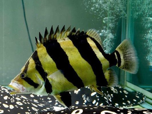 泰國虎魚觀賞價值評估標準，泰國虎魚的觀賞價值評估標準