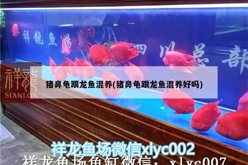 豬鼻龜跟龍魚混養(豬鼻龜跟龍魚混養好嗎)