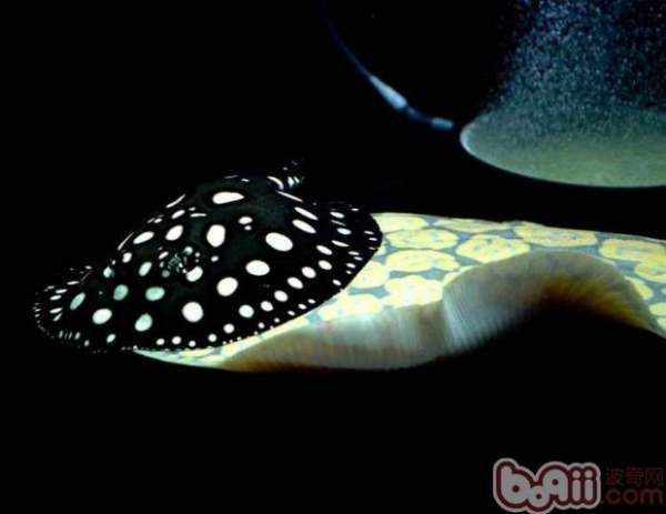 魟魚毒刺：關于魟魚毒刺的一些詳細信息