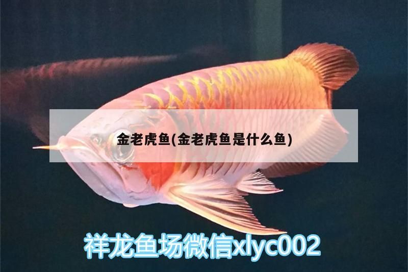 金老虎魚(金老虎魚是什么魚) 金老虎魚(金老虎魚是什么魚) 虎魚百科 第3張