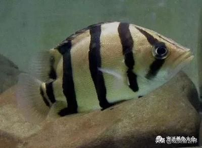 虎魚分類圖片：虎魚分類圖片信息基于搜索結果提供詳細信息信息 虎魚分類圖片：虎魚分類圖片信息基于搜索結果提供詳細信息信息 虎魚百科 第3張