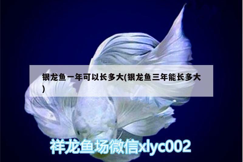 銀龍魚一年可以長多大(銀龍魚三年能長多大) 銀龍魚百科 第3張 銀龍魚一年可以長多大(銀龍魚三年能長多大) 銀龍魚一年可以長多大(銀龍魚三年能長多大) 銀龍魚百科 第3張