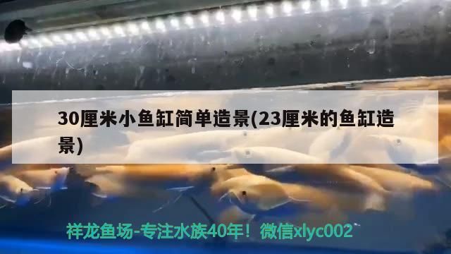 30厘米小魚缸簡單造景(23厘米的魚缸造景)