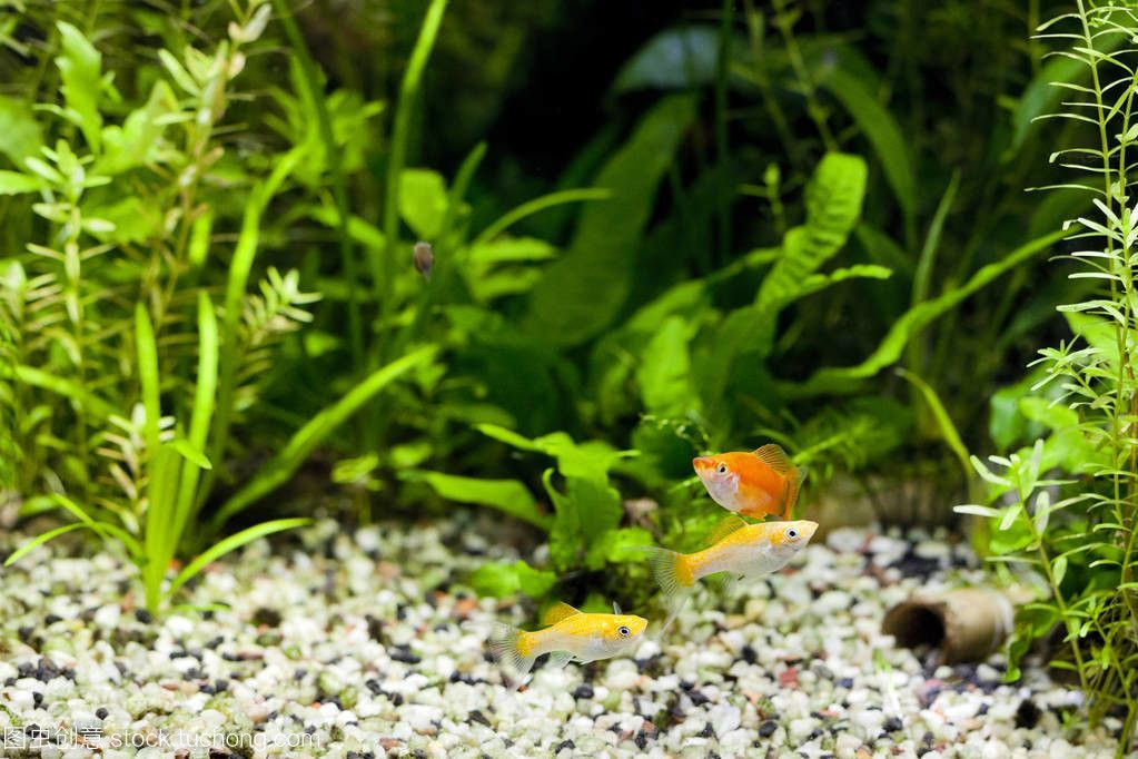 水族館擺設（水族館主題展覽策劃）