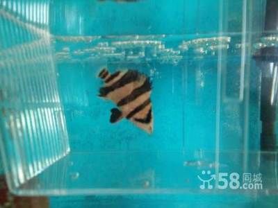 印尼虎多少錢：印尼虎價格受多種因素影響，印尼虎多少錢印尼虎多少錢