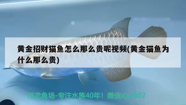 黃金招財貓魚怎么那么貴呢視頻(黃金貓魚為什么那么貴)