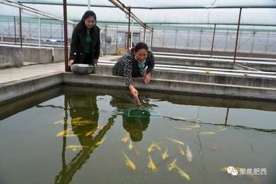 南寧龍魚上門回收價(jià)格多少一斤（龍魚上門回收電話）