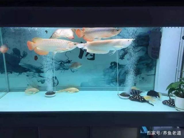 印尼紅龍魚價格表大全圖片(印尼血紅龍魚)