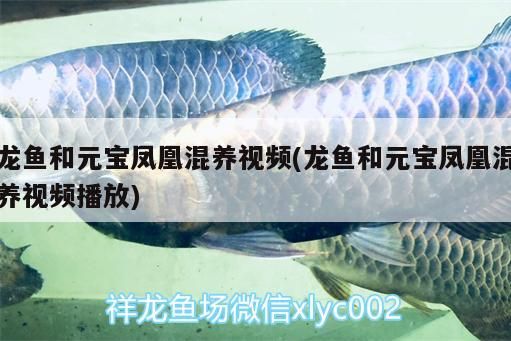 龍魚和元寶鳳凰混養視頻(龍魚和元寶鳳凰混養視頻播放)
