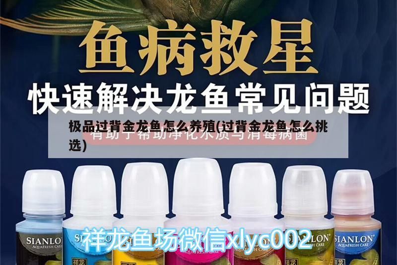 極品過背金龍魚怎么養(yǎng)殖(過背金龍魚怎么挑選)