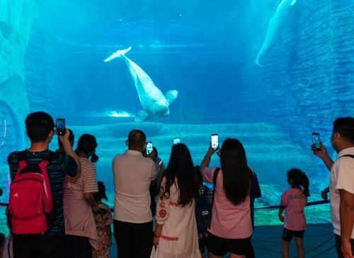 開水族館需要什么手續（開設水族館需要什么手續）