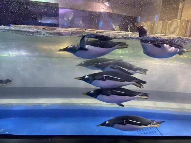 開水族館需要什么手續（開設水族館需要什么手續）