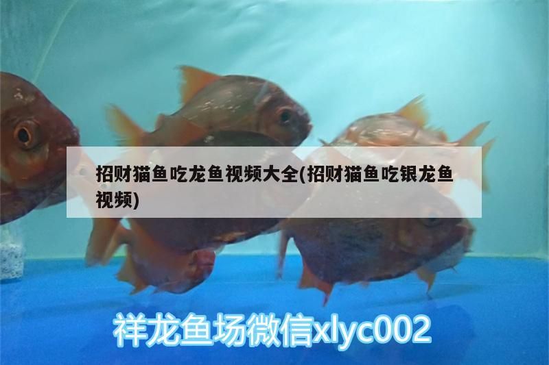 招財(cái)貓魚(yú)吃龍魚(yú)視頻大全(招財(cái)貓魚(yú)吃銀龍魚(yú)視頻) 招財(cái)貓魚(yú)吃龍魚(yú)視頻大全(招財(cái)貓魚(yú)吃銀龍魚(yú)視頻) 銀龍魚(yú)百科 第3張