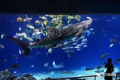 水族館需要投資多少錢呢現在：開個中小型水族館的初始投資在幾十萬元到數百萬元