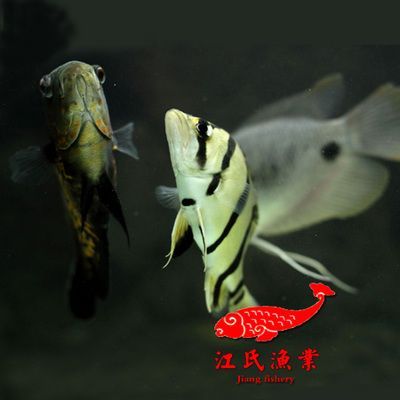 印尼三紋虎魚混養(yǎng)適宜伴侶，印尼三紋虎魚混養(yǎng)注意事項